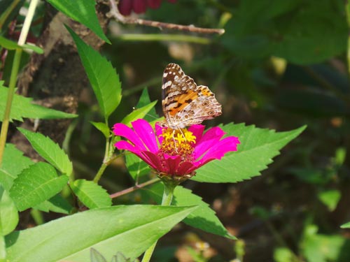 Zivot u prirodi: leptir i cvet